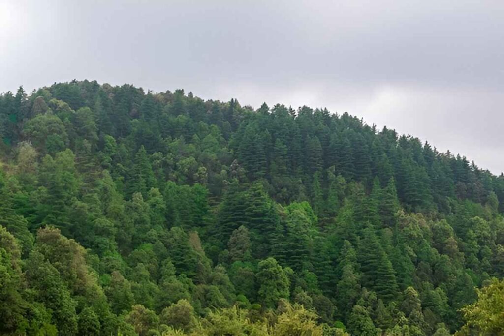 Spring Spruce Up