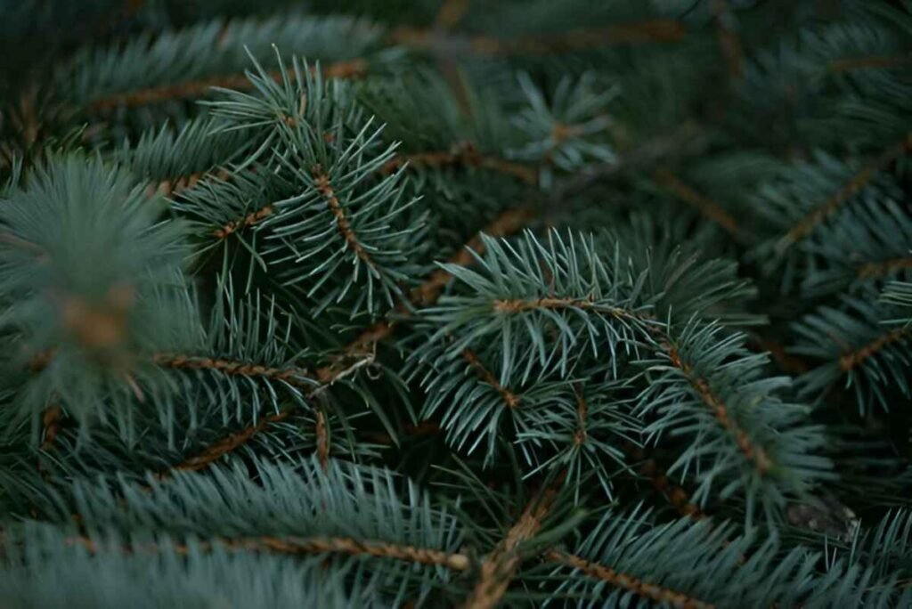 Spring Spruce Up